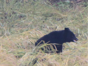 稲を食べるクマ